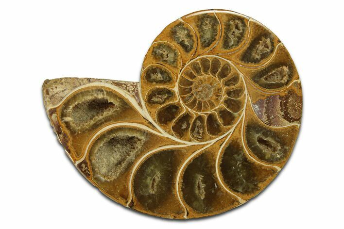 Jurassic Cut & Polished Ammonite Fossil (Half) - Madagascar #289367